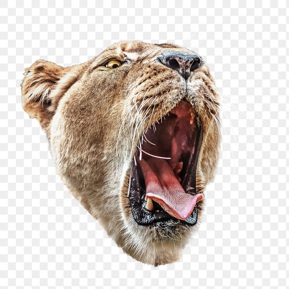 PNG Lion, wildlife, collage element, transparent background