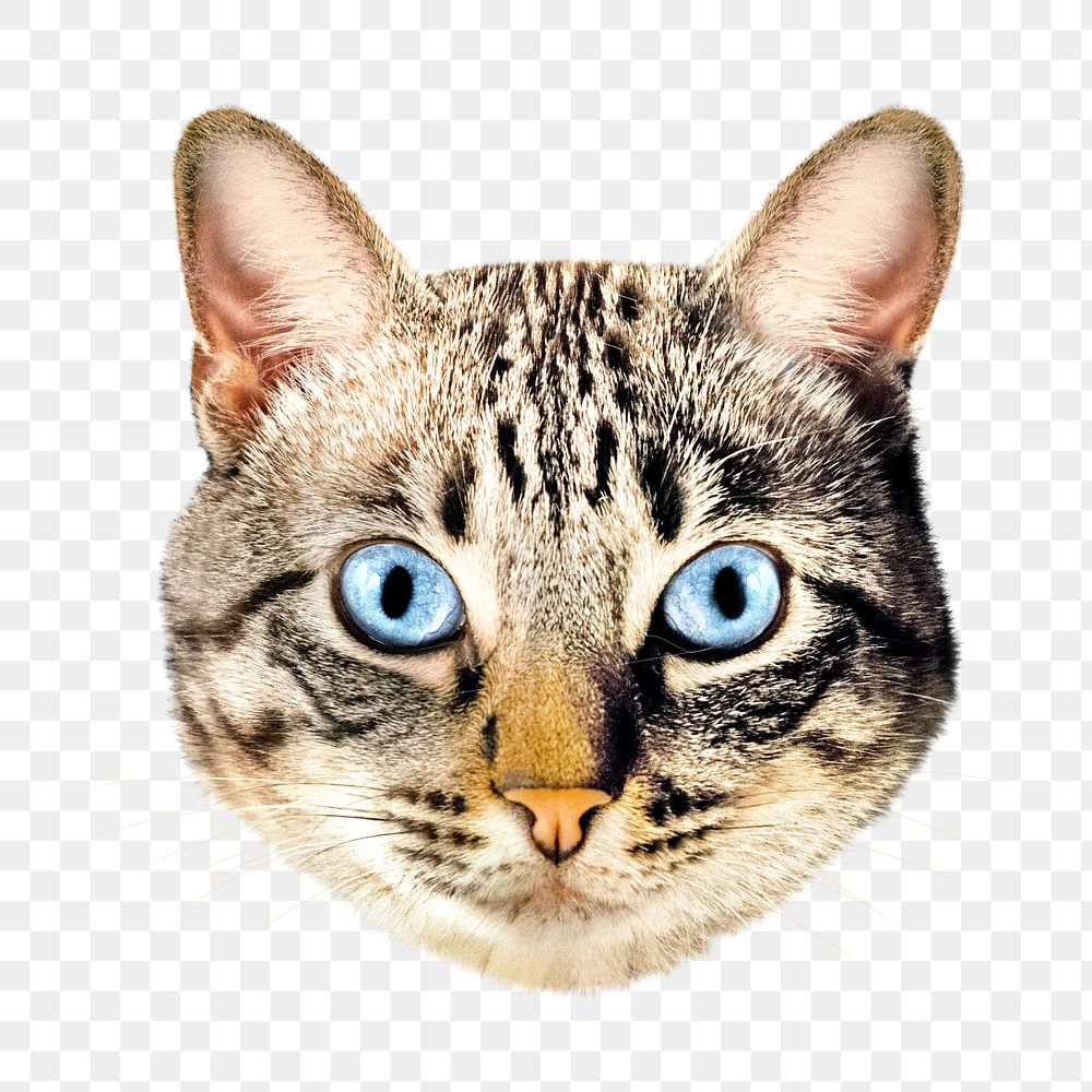 PNG cute cat, collage element, transparent background