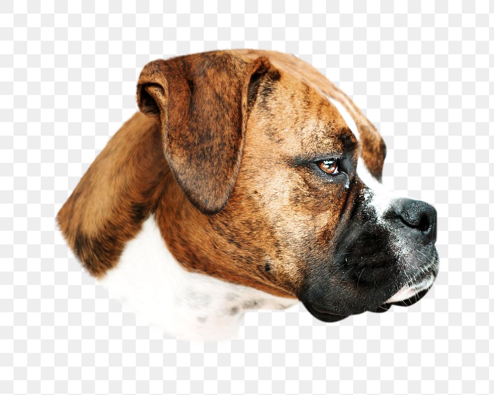 PNG Boxer dog , collage element, transparent background