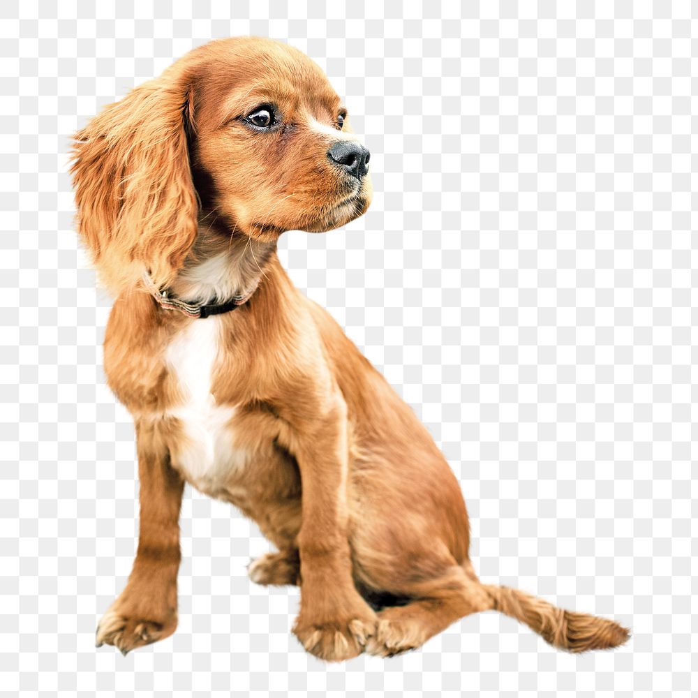 PNG Cocker spaniel , collage element, transparent background