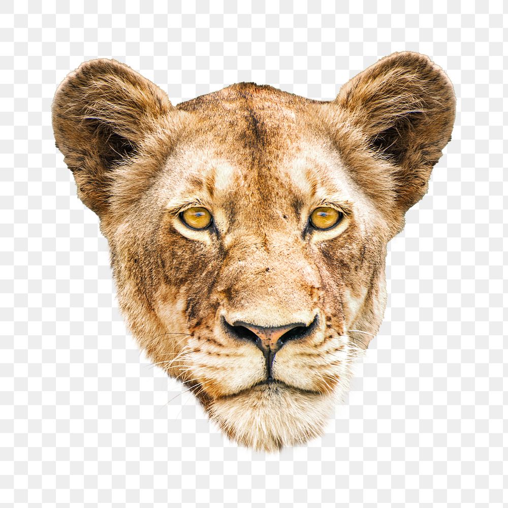 PNG Lion, wildlife, collage element, transparent background