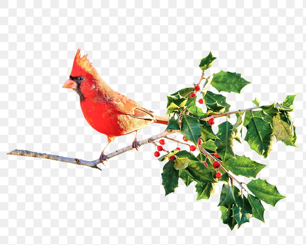 PNG cute bird, animal, collage element, transparent background