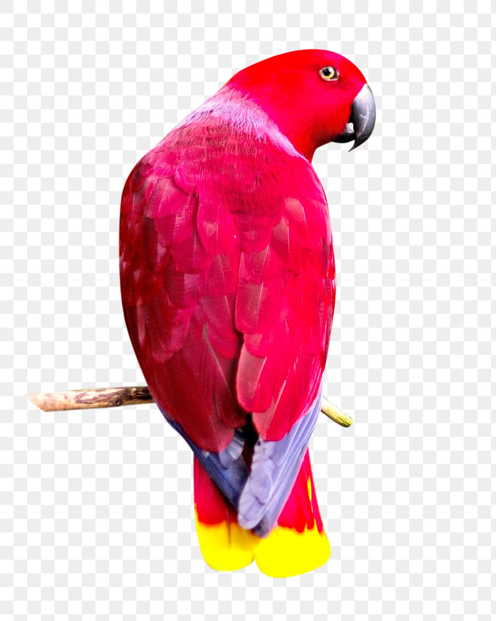 PNG red parrot, collage element, transparent background