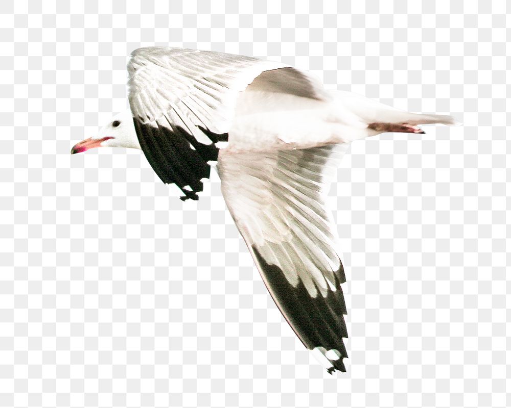 PNG snow-white gull in flight, collage element, transparent background
