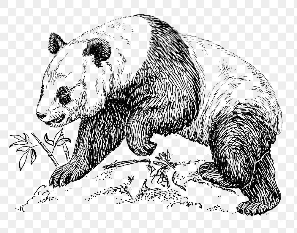 Giant panda png line art animal drawing, transparent background.