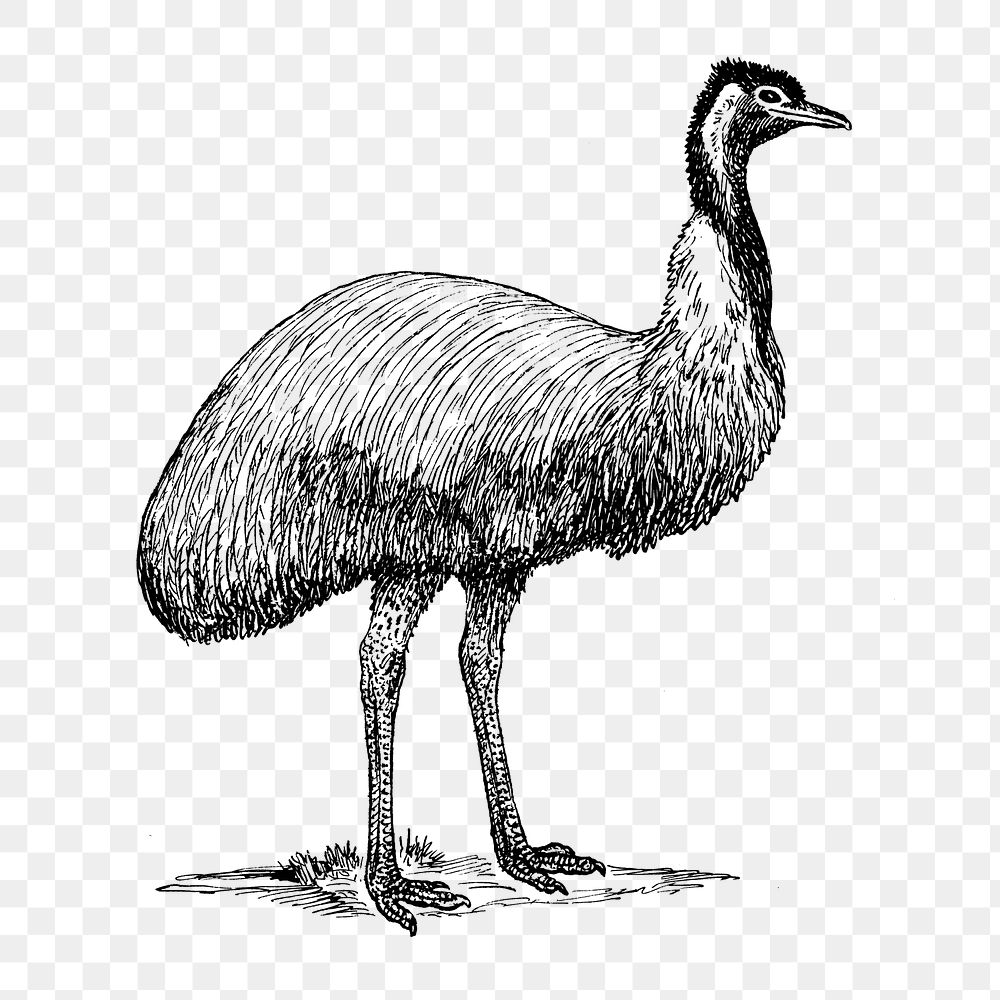 Emu png line art animal drawing, transparent background.