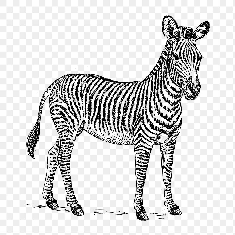 Zebra png line art animal drawing, transparent background.
