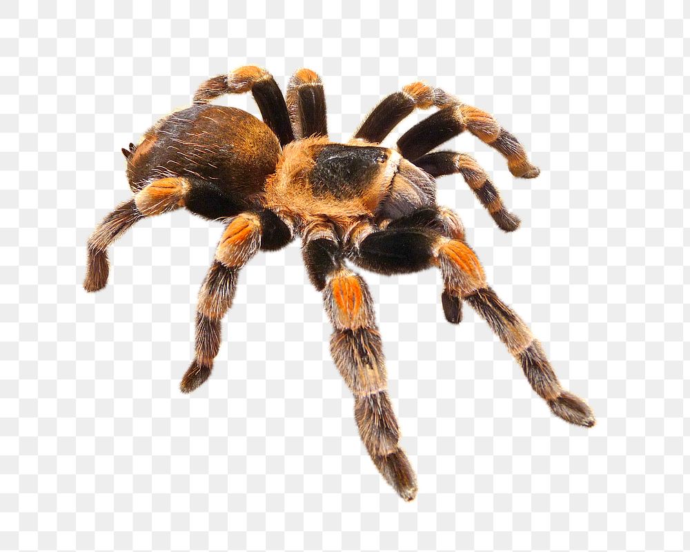 PNG Mexican Red-kneed Tarantula, collage element, transparent background