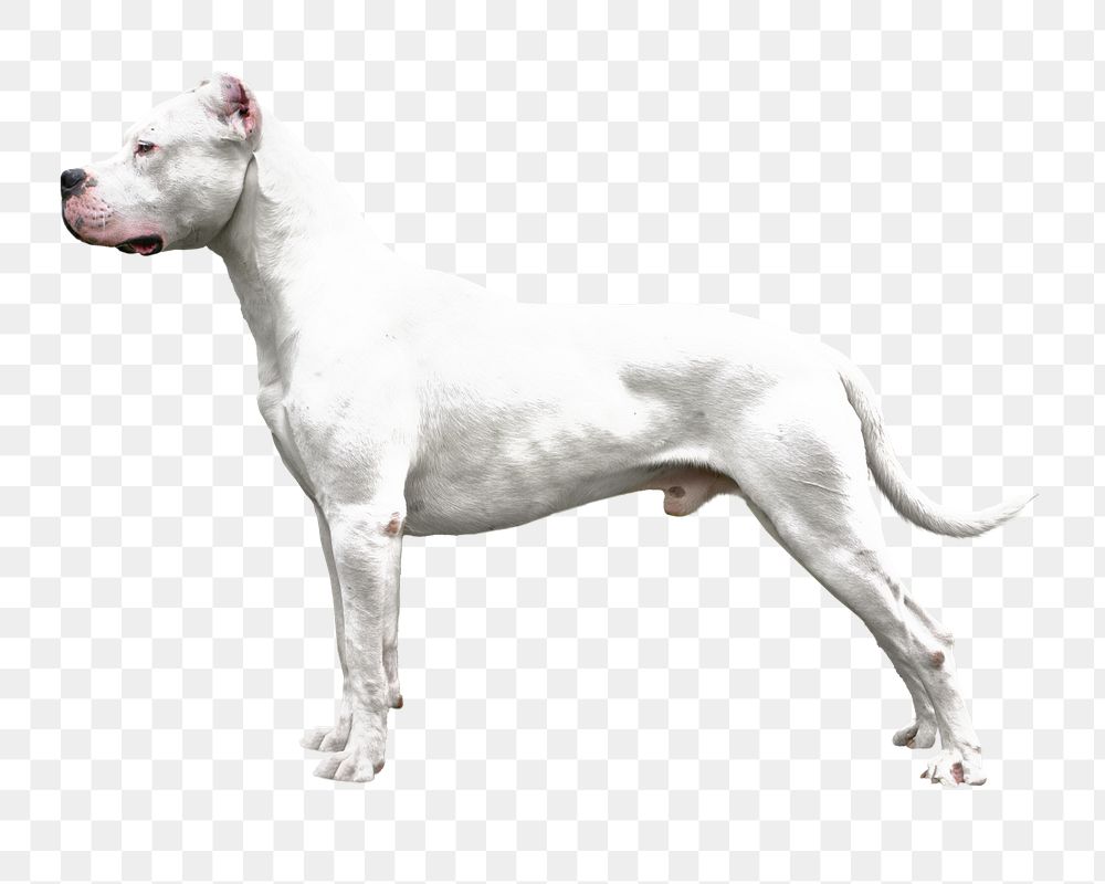 PNG Dogo Argentino dog, collage element, transparent background