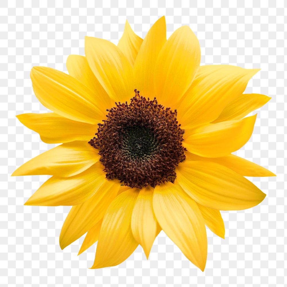 Sunflower png flower, transparent background