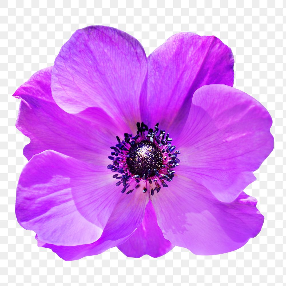 Purple anemone png flower, transparent background