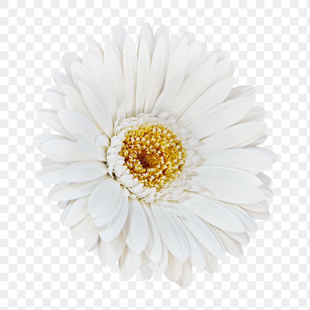 White daisy png collage element, transparent background