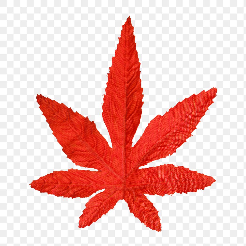 Png red maple leaf, isolated object, transparent background