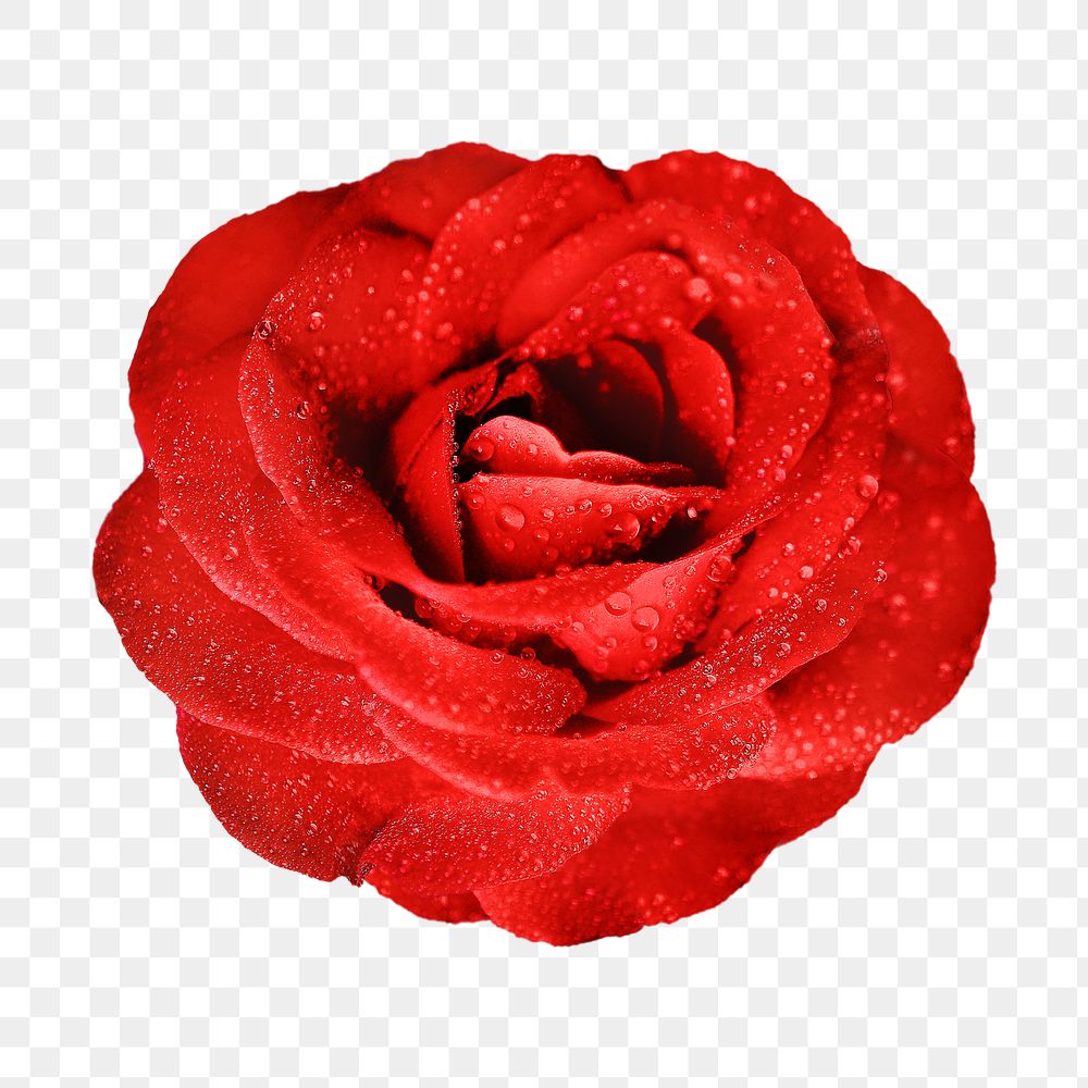 Red rose png sticker, transparent background