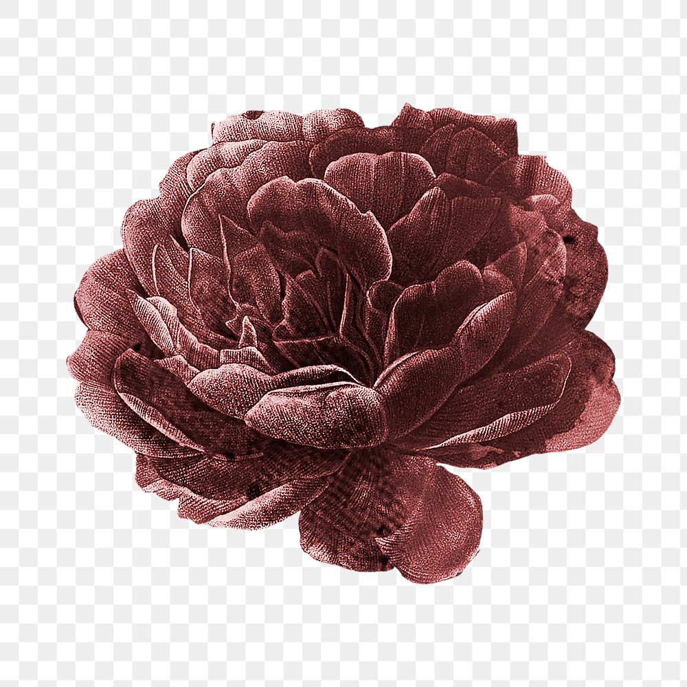 Pink vintage flower png, botanical illustration, transparent background