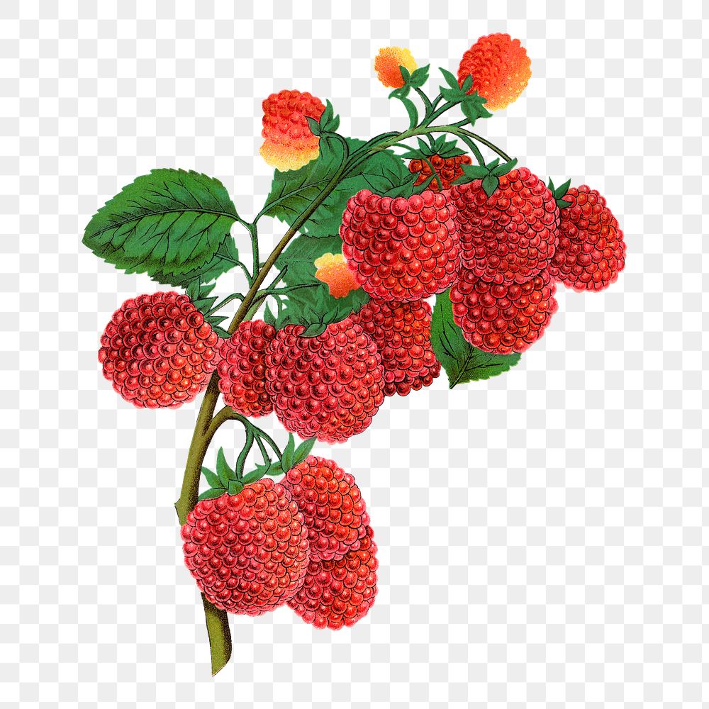 PNG raspberry fruit, vintage illustration, transparent background