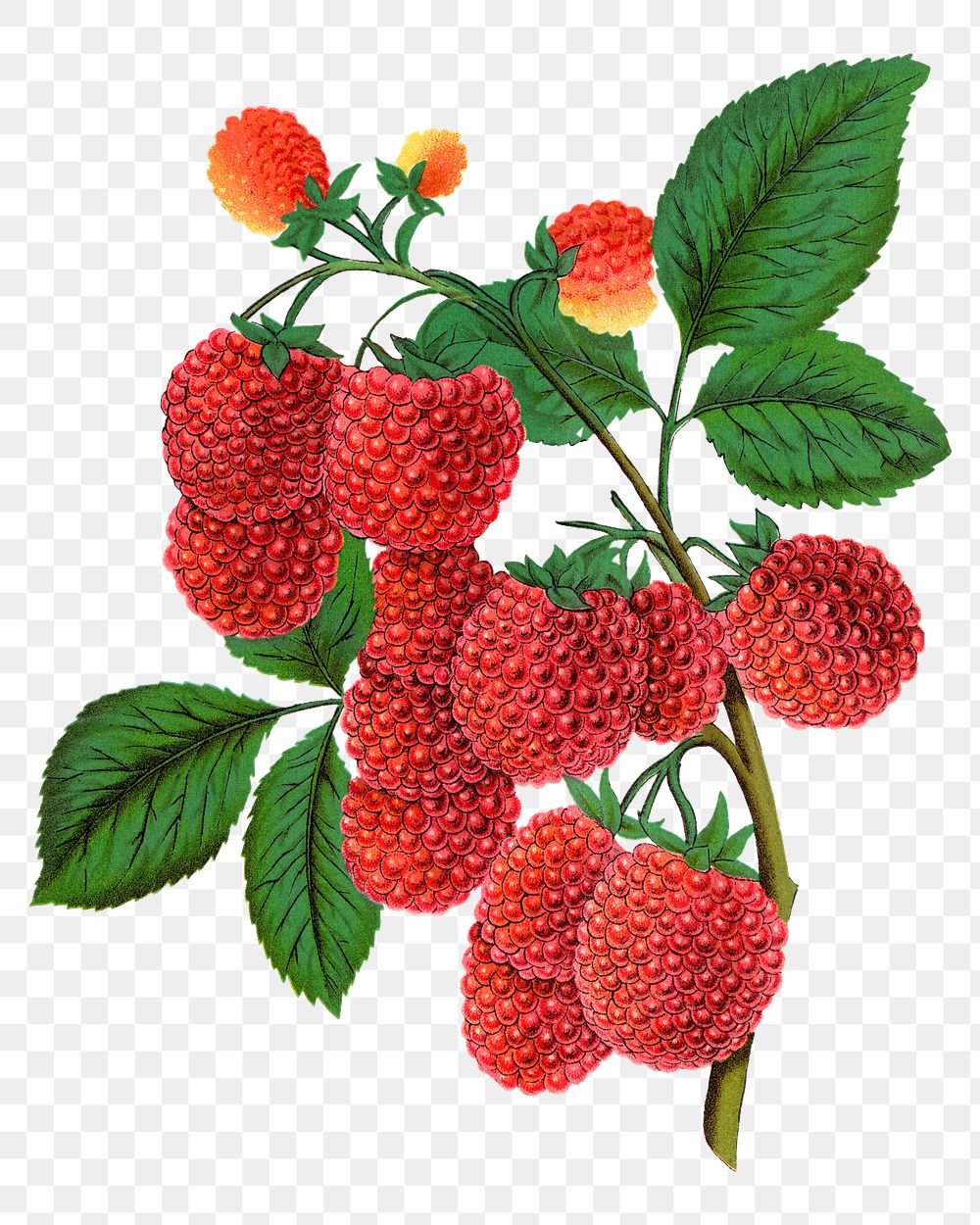 PNG raspberry fruit, vintage illustration, transparent background