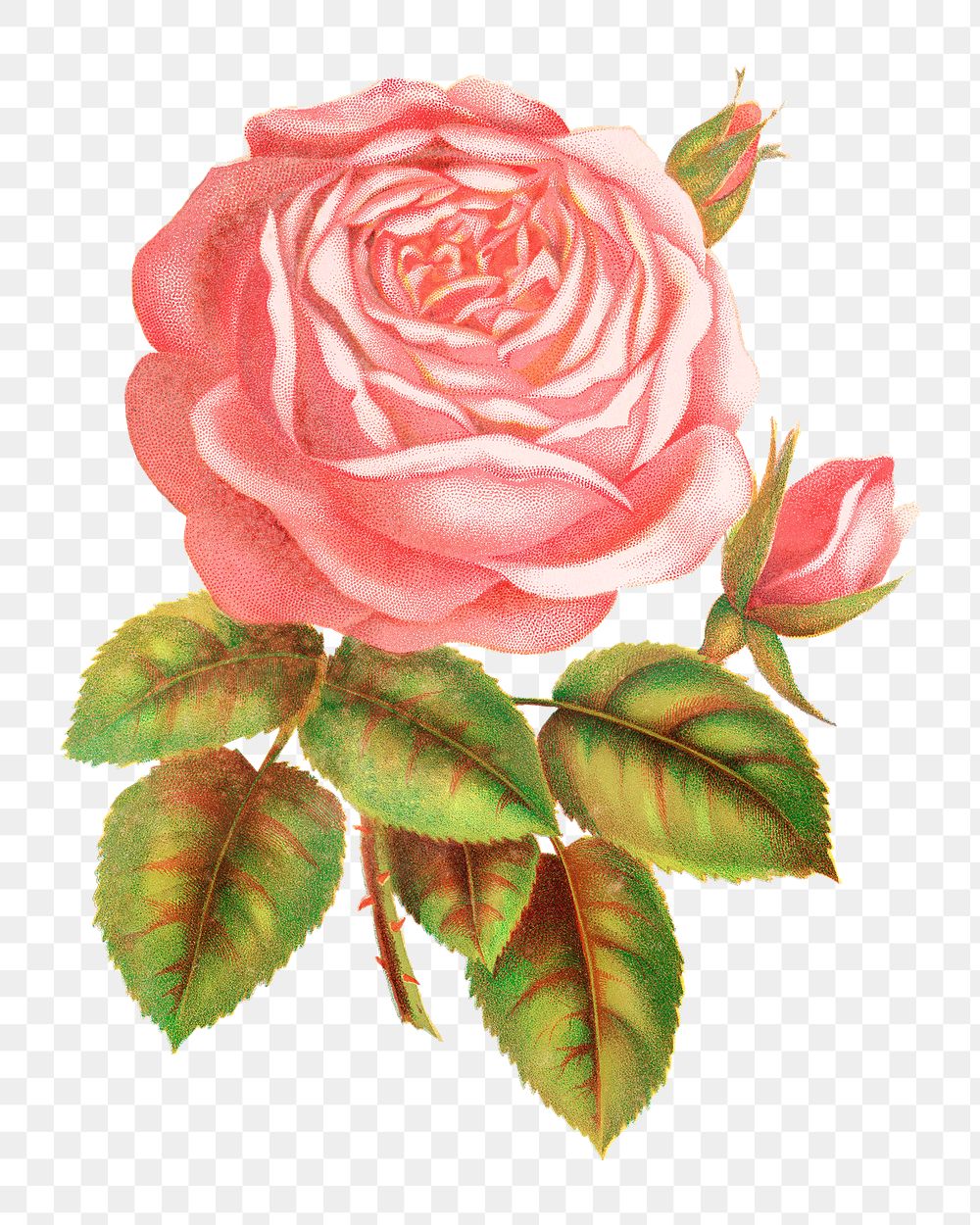 PNG pink rose flower, vintage illustration, transparent background