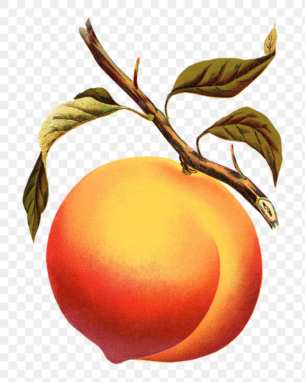 PNG apricot fruit, vintage illustration, transparent background