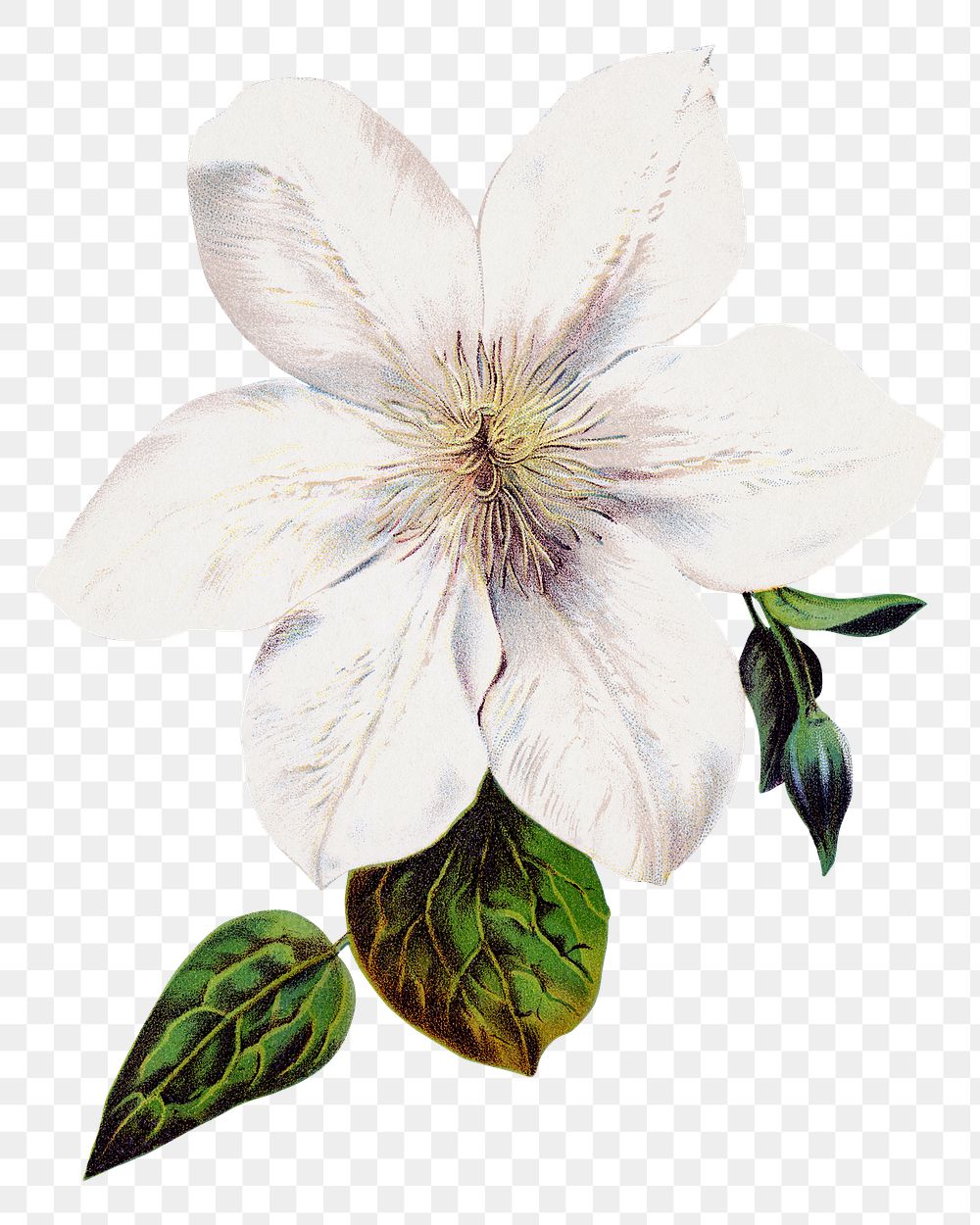 PNG white flower, vintage illustration, transparent background