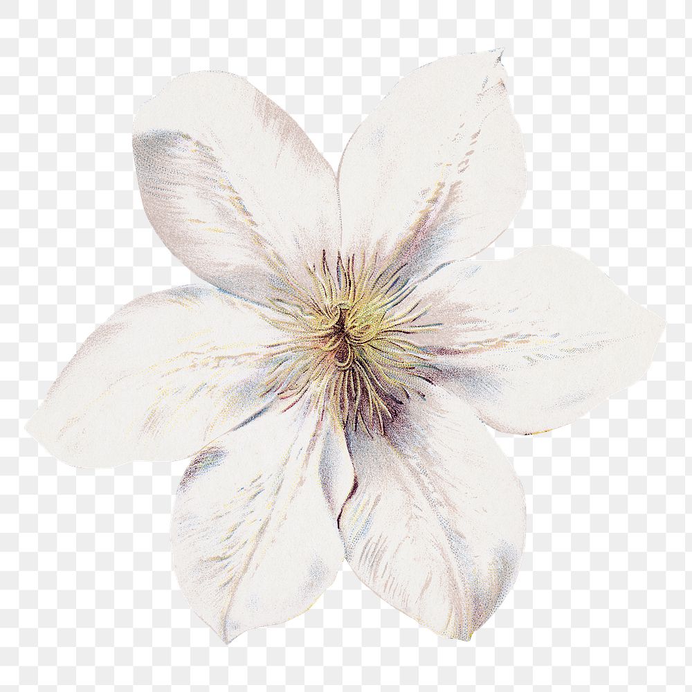 PNG white flower, vintage illustration, transparent background