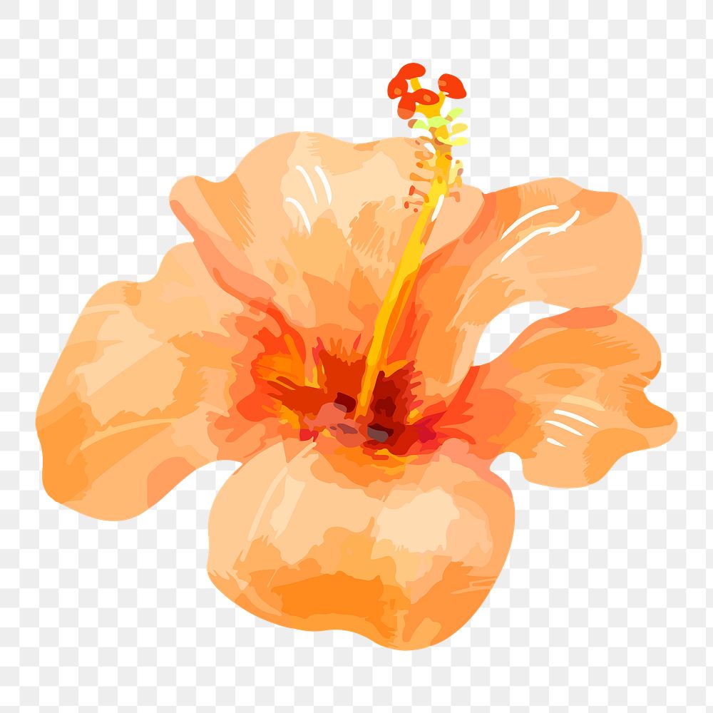 PNG watercolor orange hibiscus flower, transparent background
