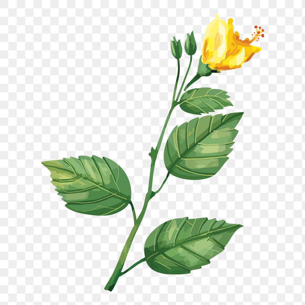 PNG watercolor yellow hibiscus flower, transparent background