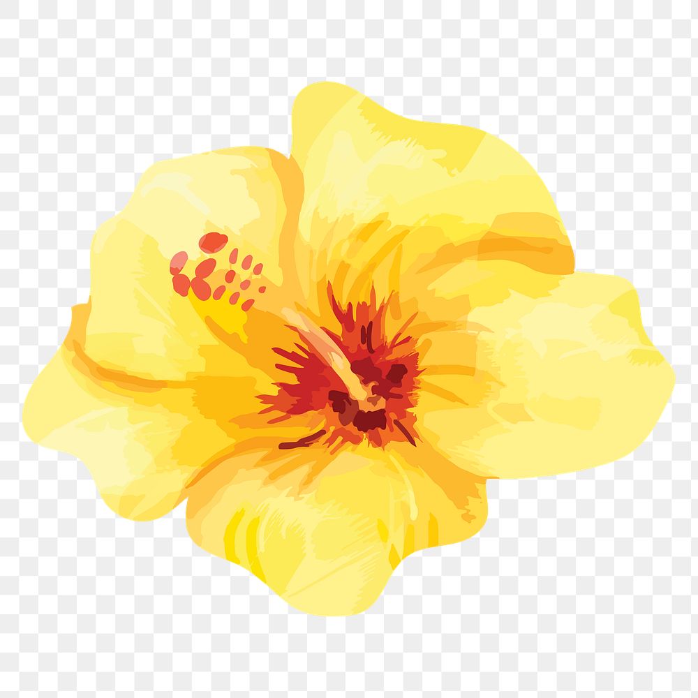 Yellow hibiscus png watercolor flower, transparent background