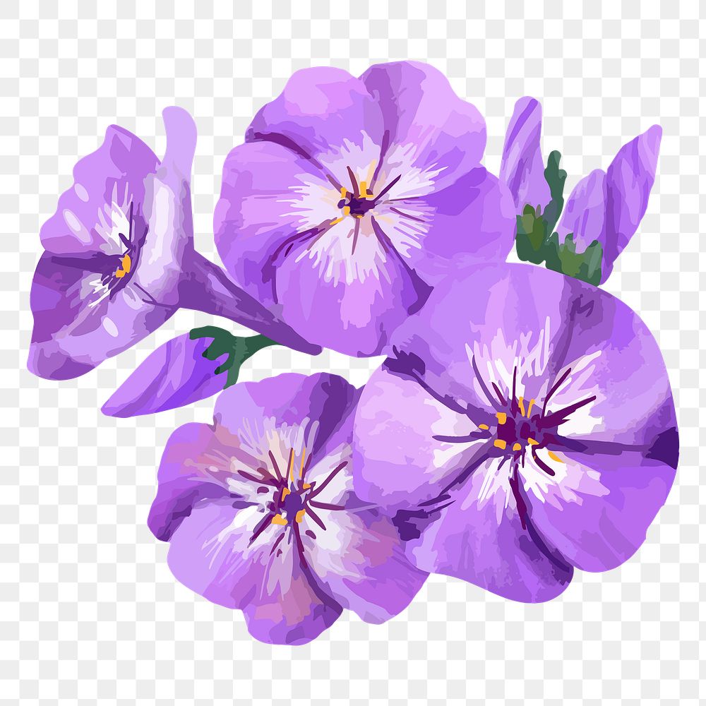 PNG watercolor purple phlox flower, transparent background