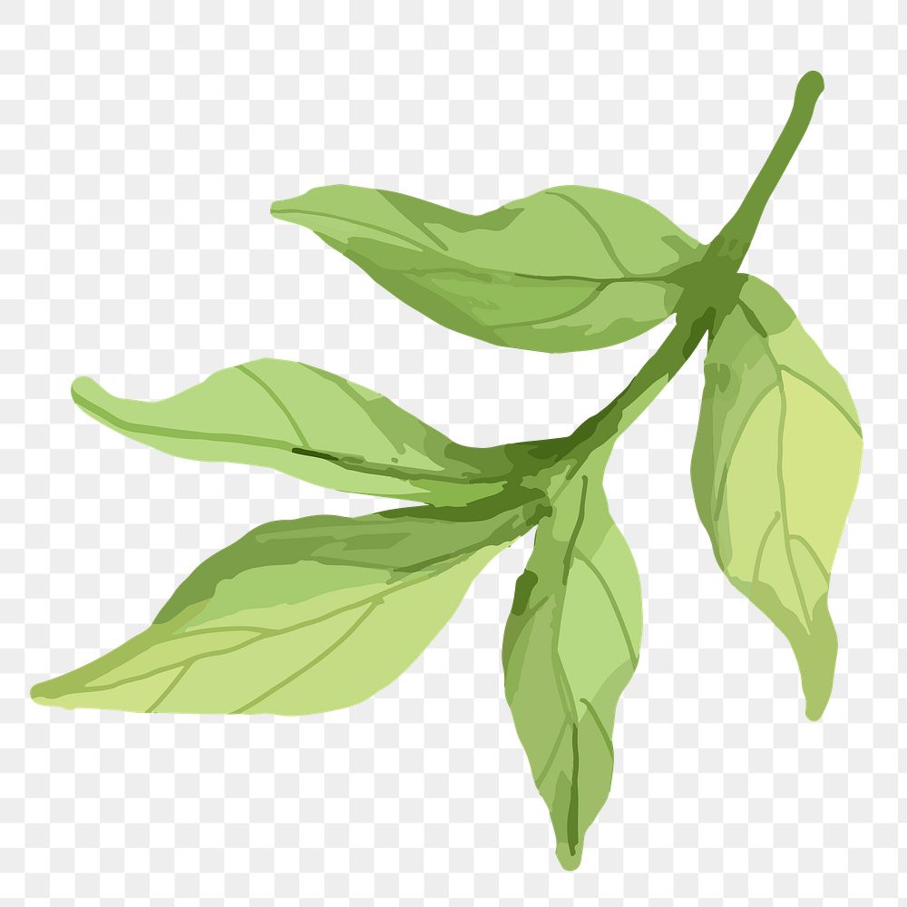 Green leaf png watercolor, transparent background