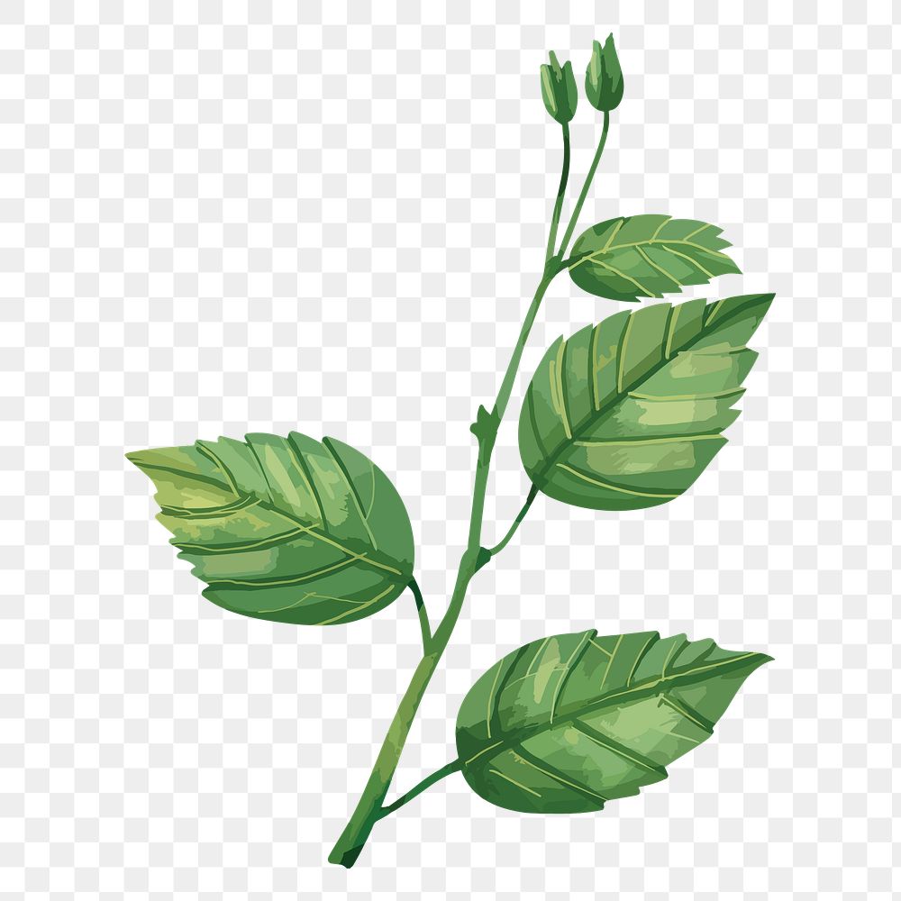 PNG watercolor green leaf, transparent background