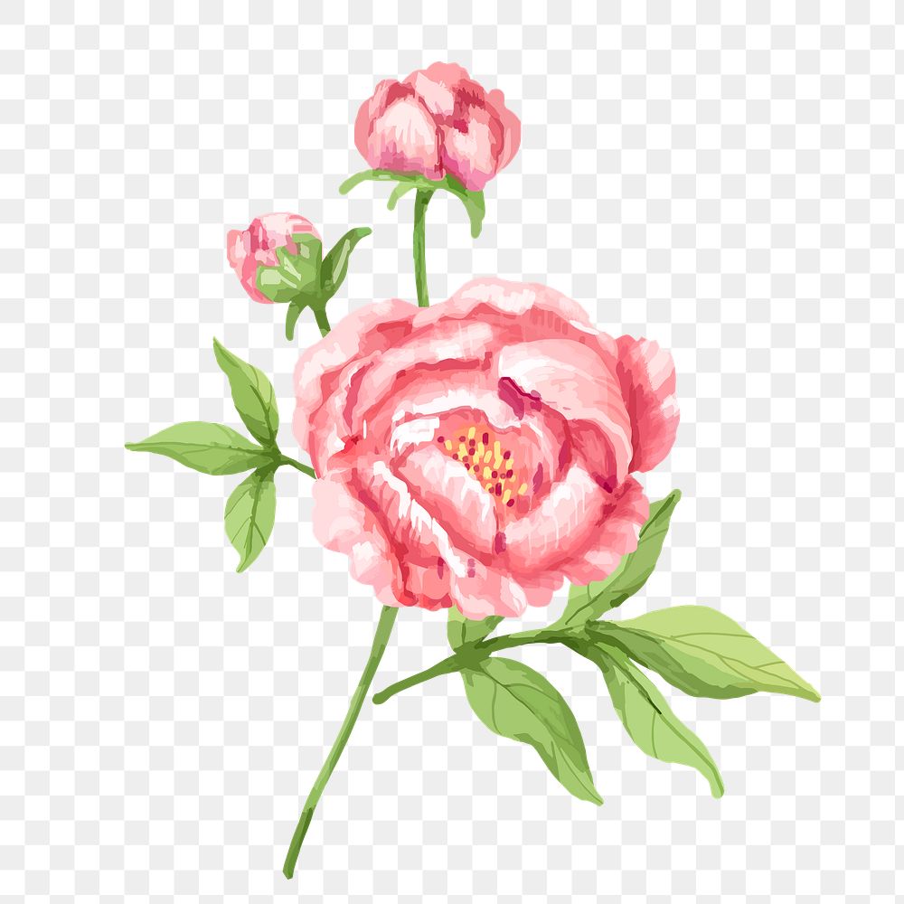 Pink peony png watercolor flower, transparent background