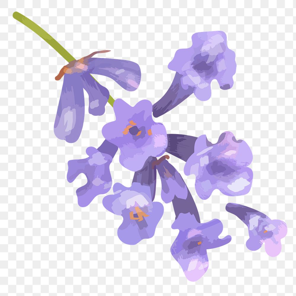 PNG watercolor bellflower, transparent background