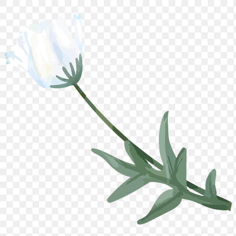 White poppy png watercolor flower, transparent background
