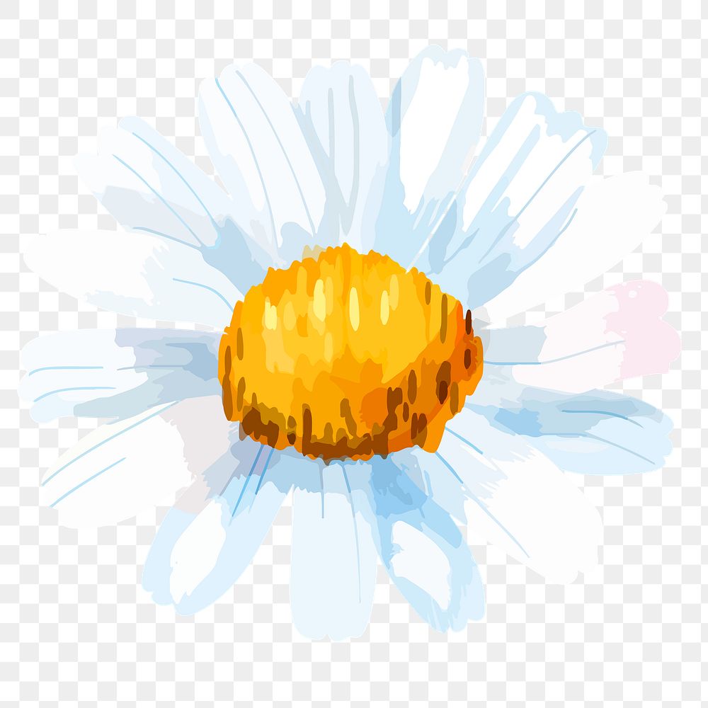 PNG watercolor chamomile flower, transparent background