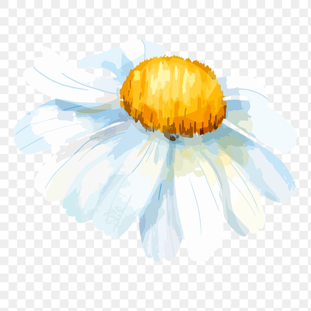Watercolor chamomile png flower, transparent background