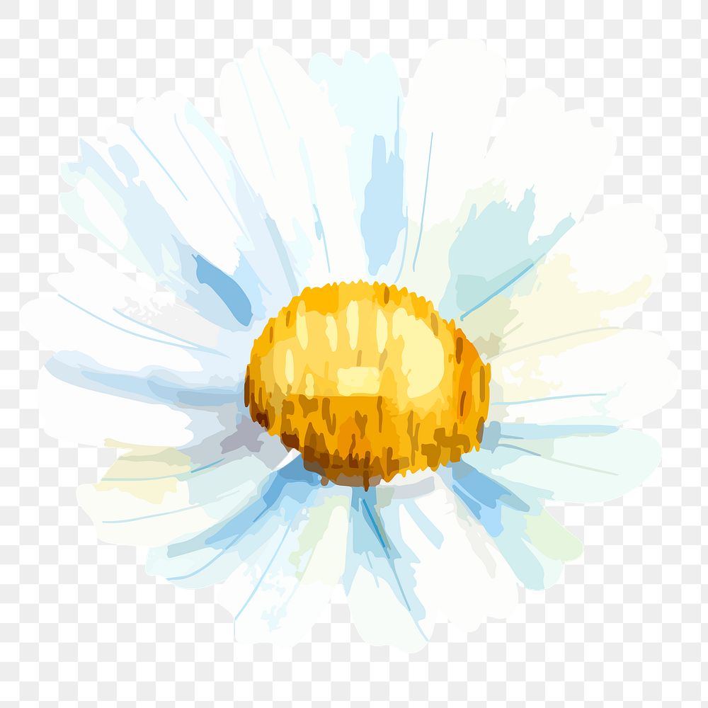 Watercolor chamomile png flower, transparent background