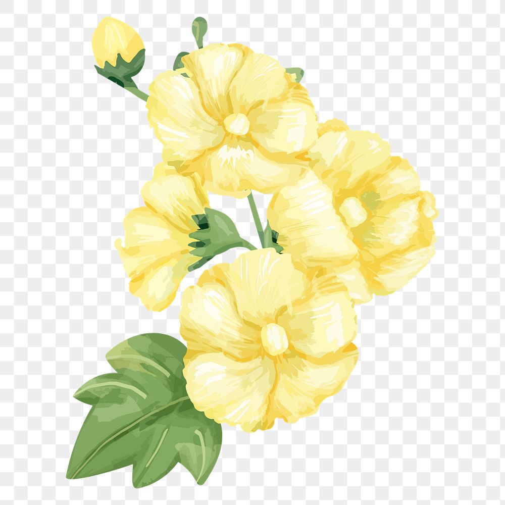 PNG watercolor yellow hollyhocks flower, transparent background