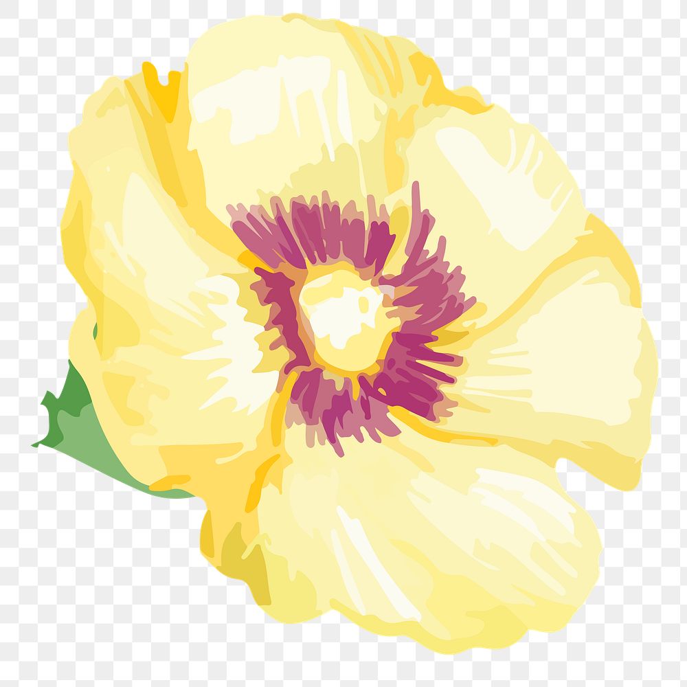 PNG watercolor yellow hollyhocks flower, transparent background