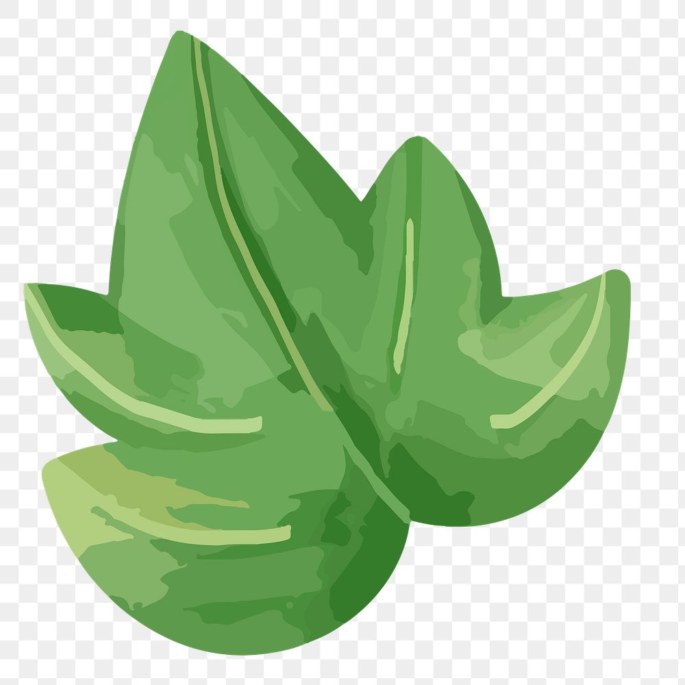 PNG watercolor green leaf, transparent background