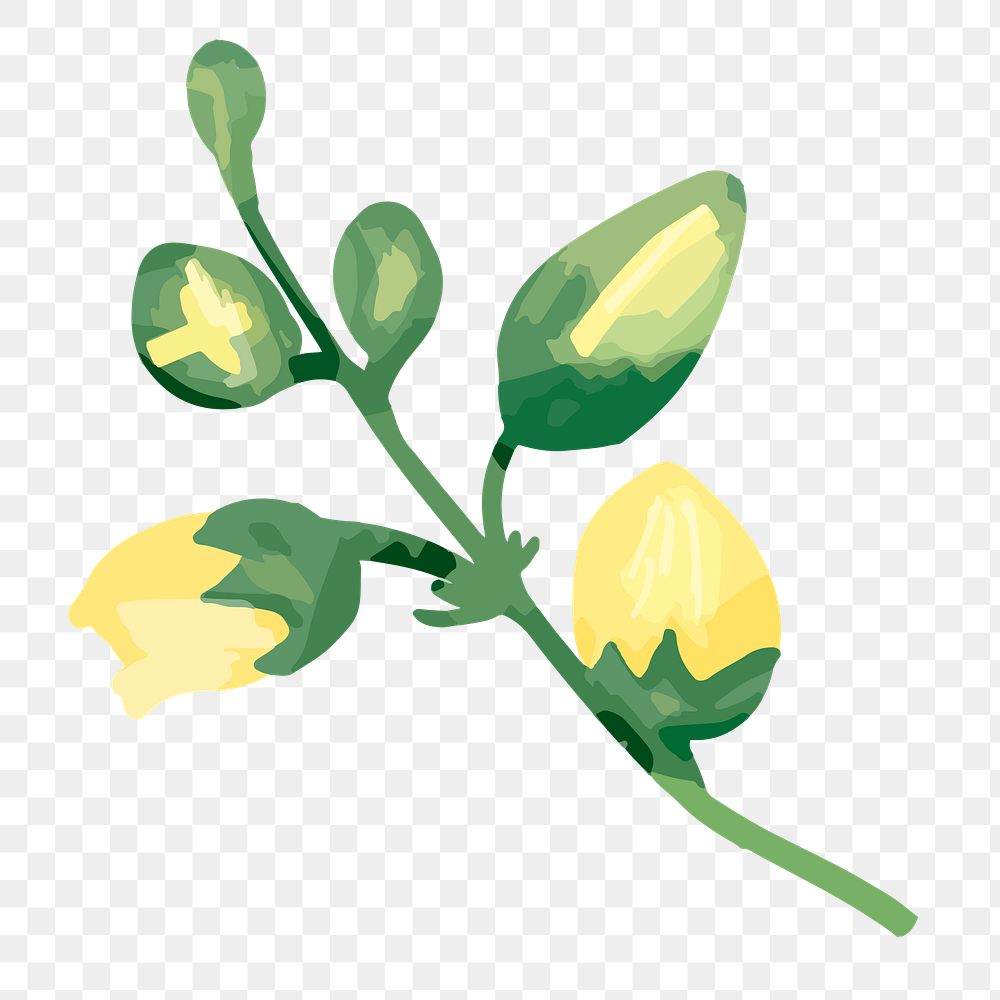 PNG watercolor flower bud, transparent background