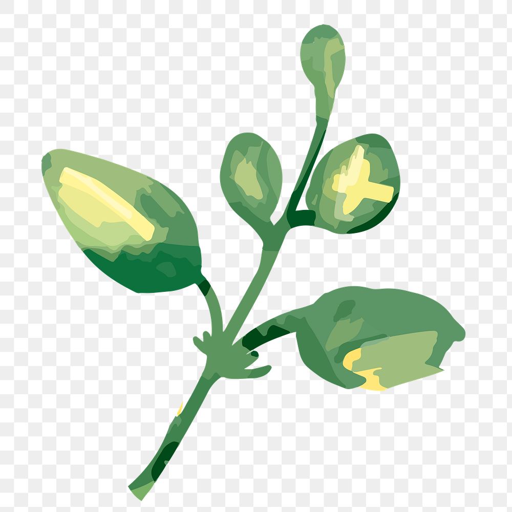 Flower bud png watercolor, transparent background