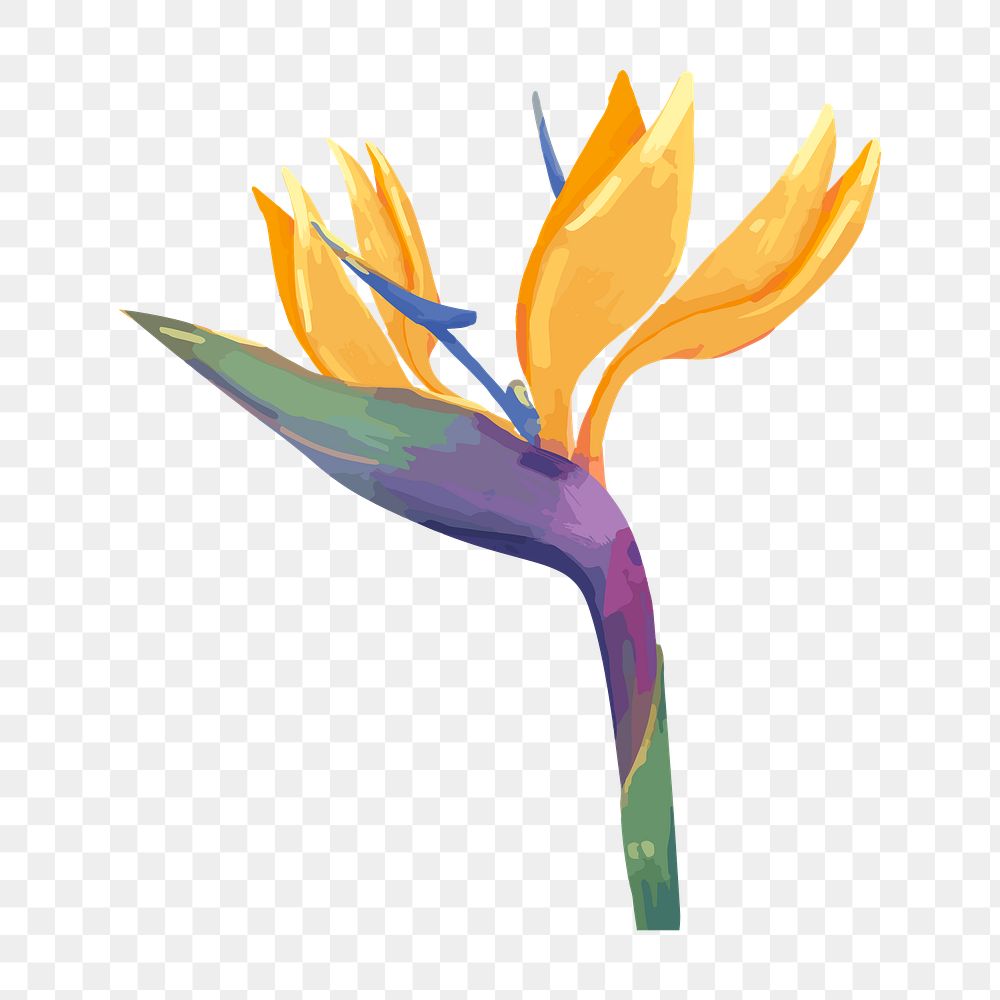 PNG watercolor bird of paradise, transparent background