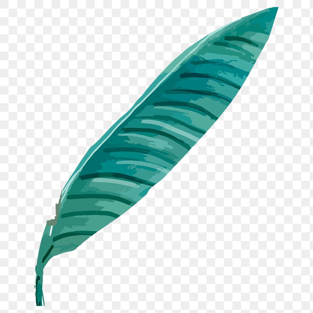PNG bird of paradise leaf, transparent background