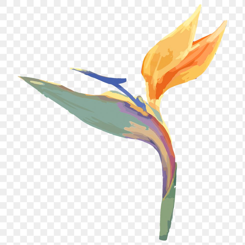 Watercolor flower png bird of paradise, transparent background