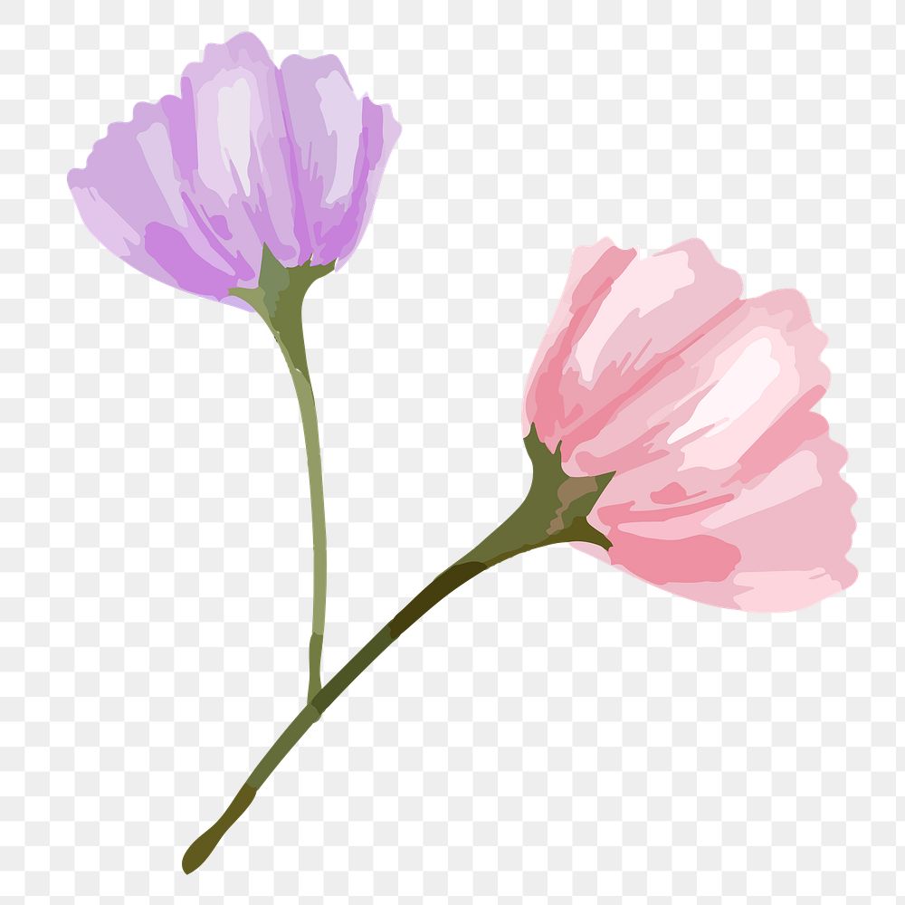 Watercolor flower png purple & pink poppies, transparent background