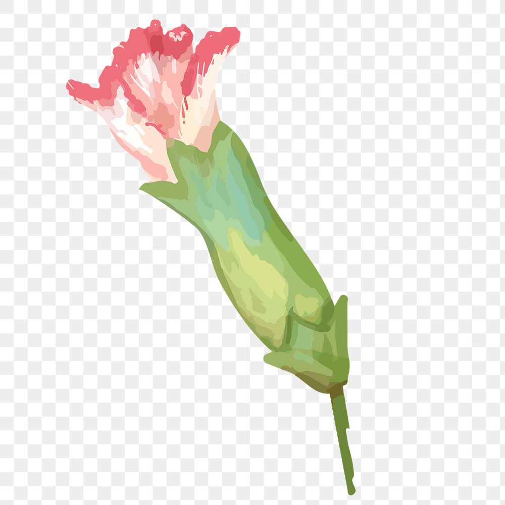 PNG watercolor carnation flower, transparent background