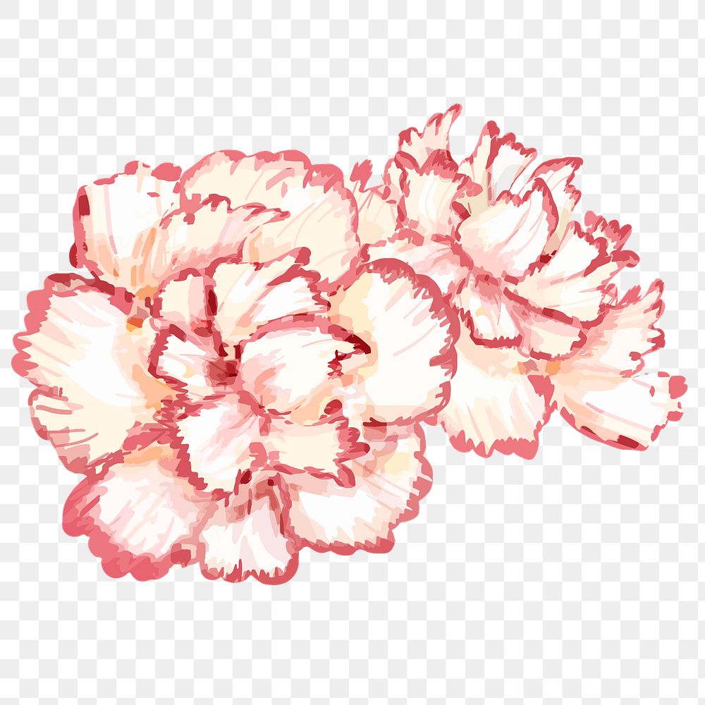 Watercolor carnation png flower, transparent background