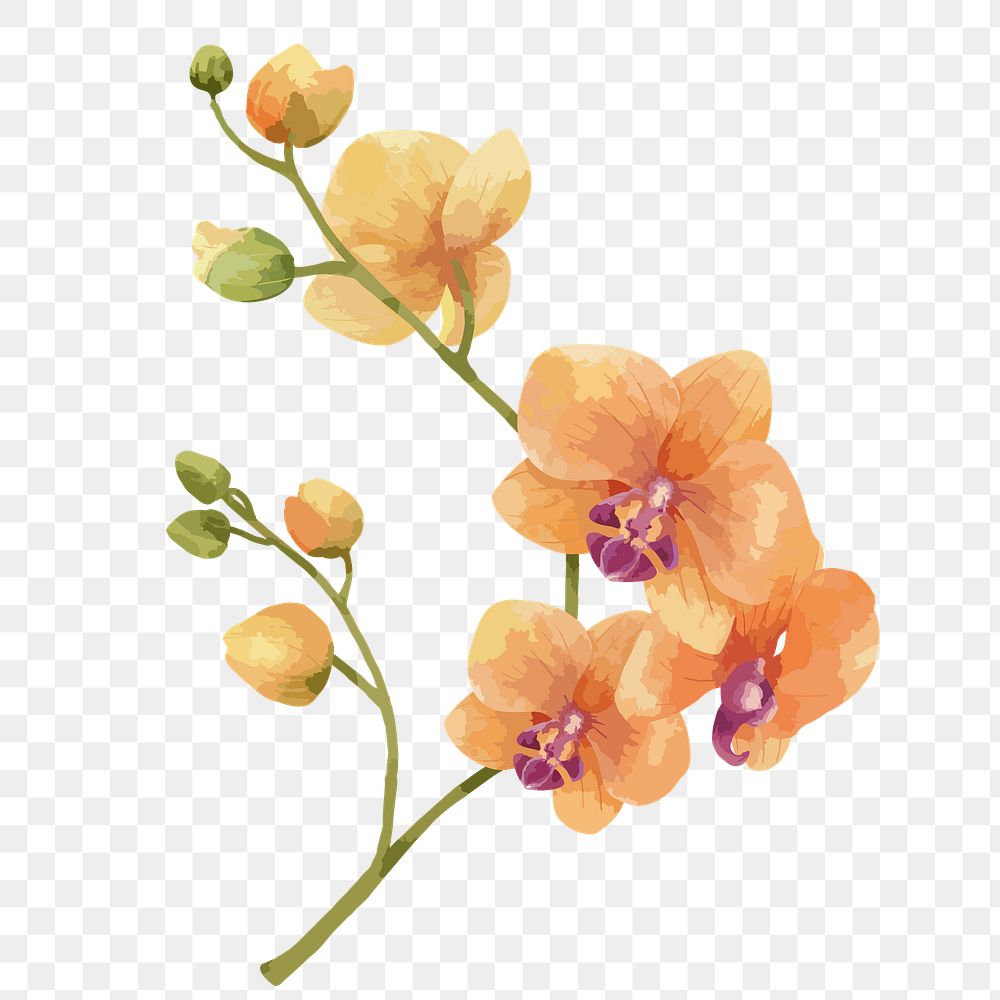 Orange orchid png watercolor flower, transparent background