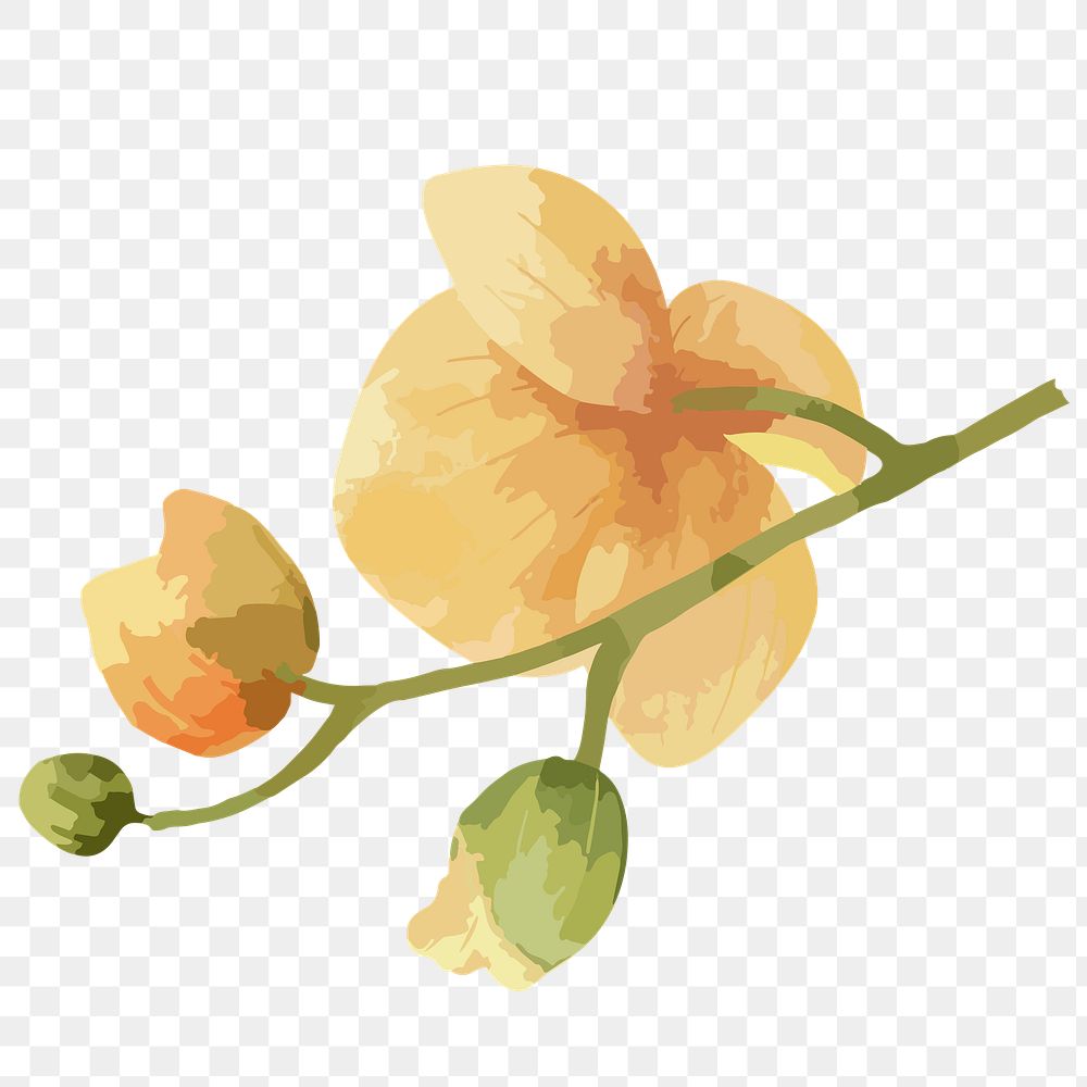 PNG watercolor yellow flower, transparent background